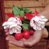 Fuchsia 
