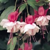 Fuchsia 