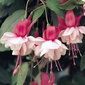 Fuchsia 
