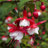 Fuchsia 