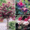 Fuchsia Standard Collection (Standard Whip) - 2 standard plants - 1 of each variety