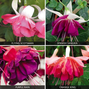 Fuchsia 