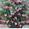 Fuchsia 