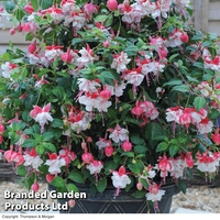 Fuchsia 