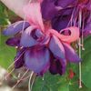 Fuchsia 