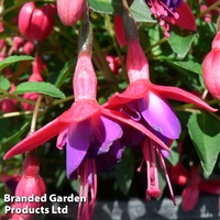 Fuchsia 