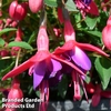 Fuchsia 