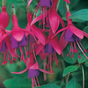 Fuchsia 