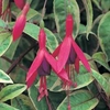 Fuchsia 