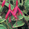 Fuchsia 