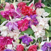 Fuchsia 