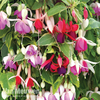 Fuchsia 