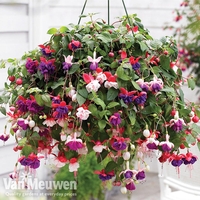 Fuchsia 