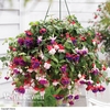 Fuchsia Trailing Pre-Planted Hanging Basket