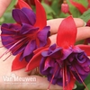 Fuchsia 
