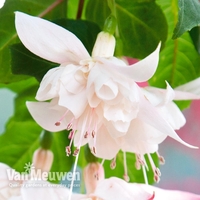 Fuchsia 