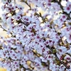 Fuji Cherry 