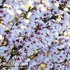 Fuji Cherry 