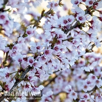 Fuji Cherry 