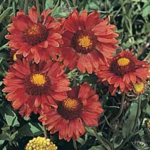 Gaillardia aristata 