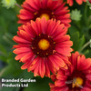 Gaillardia 