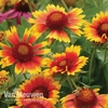 Gaillardia 