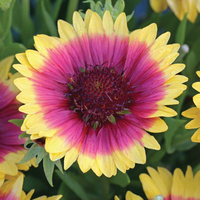 Gaillardia 