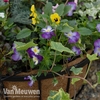 Garden Grow Hanging Basket & Liner
