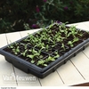 Garden Grow Plug and Seed Growing Tray