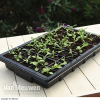 Garden Grow Plug and Seed Growing Tray
