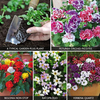 Garden Ready Basket Collection - 120 garden-ready plug plants - 30 of each variety