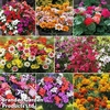 Garden Ready Bumper Collection