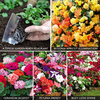 Garden Ready Collection - 120 garden ready plug plants - 30 of each variety