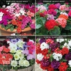 Garden Ready Container Collection