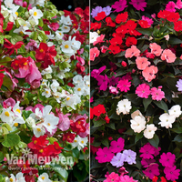 Garden Ready Summer Colour Duo