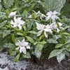 Gardenia Hardenia - 1 plant