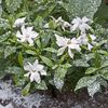 Gardenia Hardenia - 3 plant
