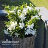 Gardenia 
