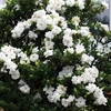 Gardenia 