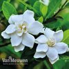 Gardenia 