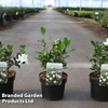 Gardenia jasminoides 
