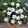 Gardenia jasminoides 