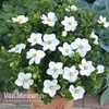 Gardenia jasminoides 
