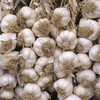 Garlic - 4 large bulbs