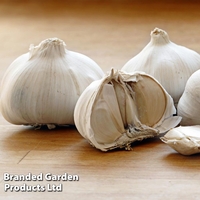 Garlic (Autumn) Extra Early Wight