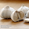 Garlic (Autumn) Extra Early Wight