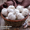 Garlic 