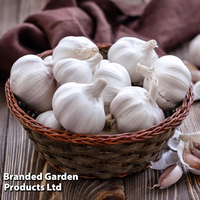 Garlic 