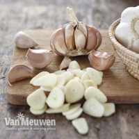 Garlic 