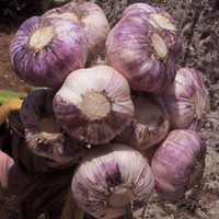 Garlic 